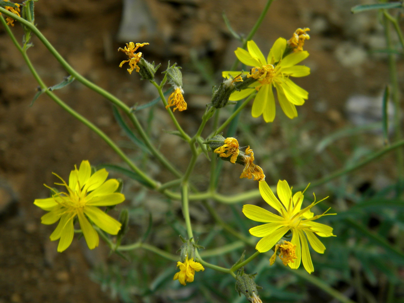 Изображение особи Youngia tenuifolia.