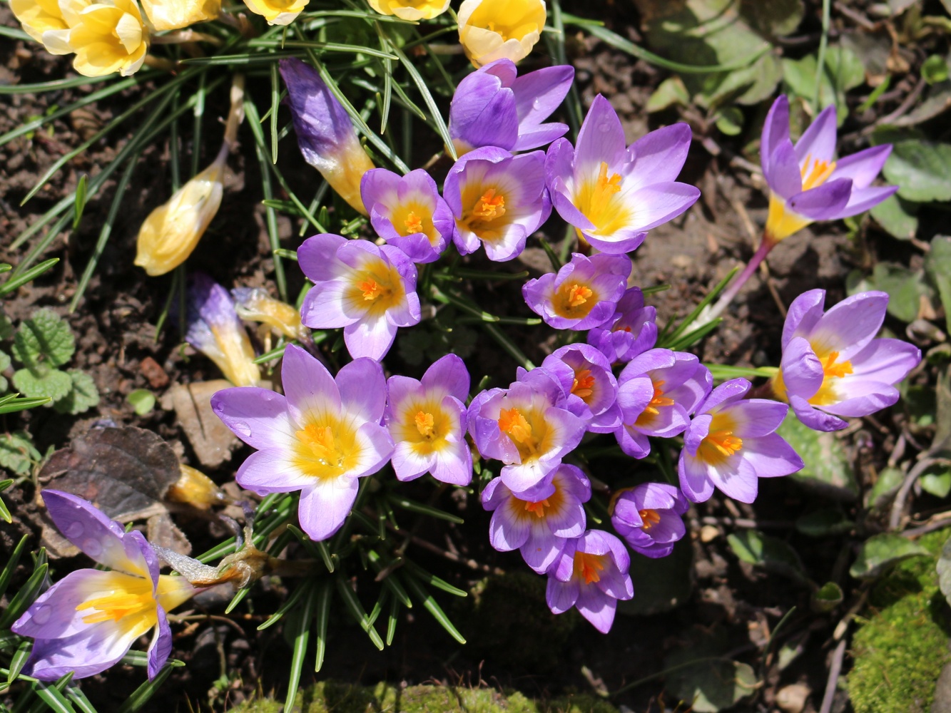 Изображение особи Crocus sieberi ssp. sublimis.