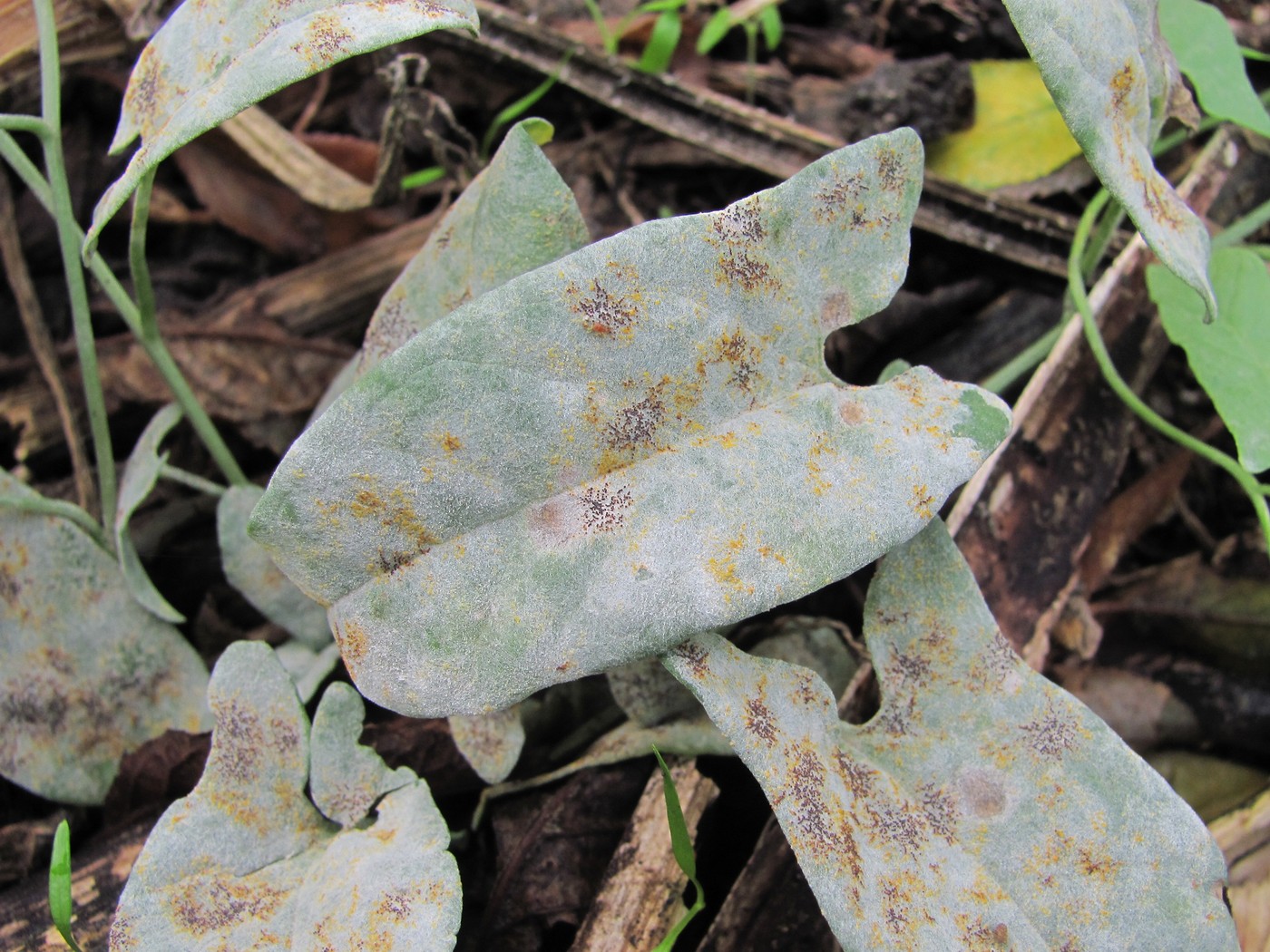 Изображение особи Convolvulus arvensis.