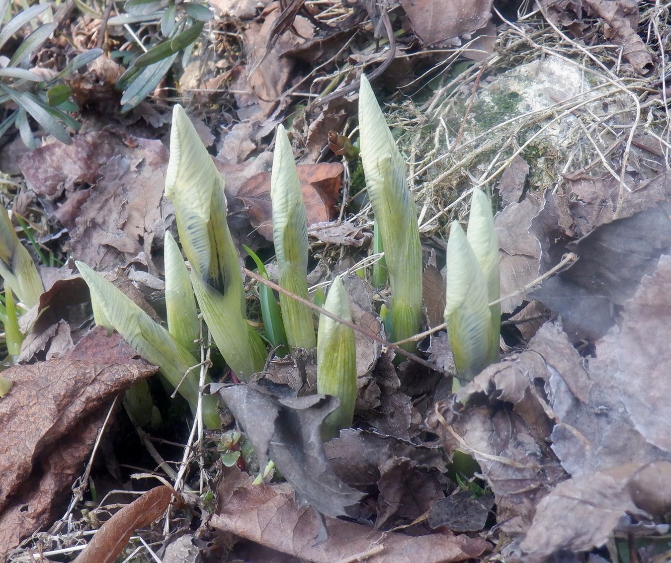 Изображение особи Iridodictyum &times; catharinae.