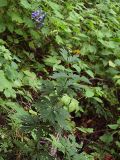 Aconitum taigicola. Цветущее растение под пологом лиственного леса. Приморский край, Лазовский р-н, Лазовский заповедник, 1 км Ю кордона Америка. 17.08.2009.