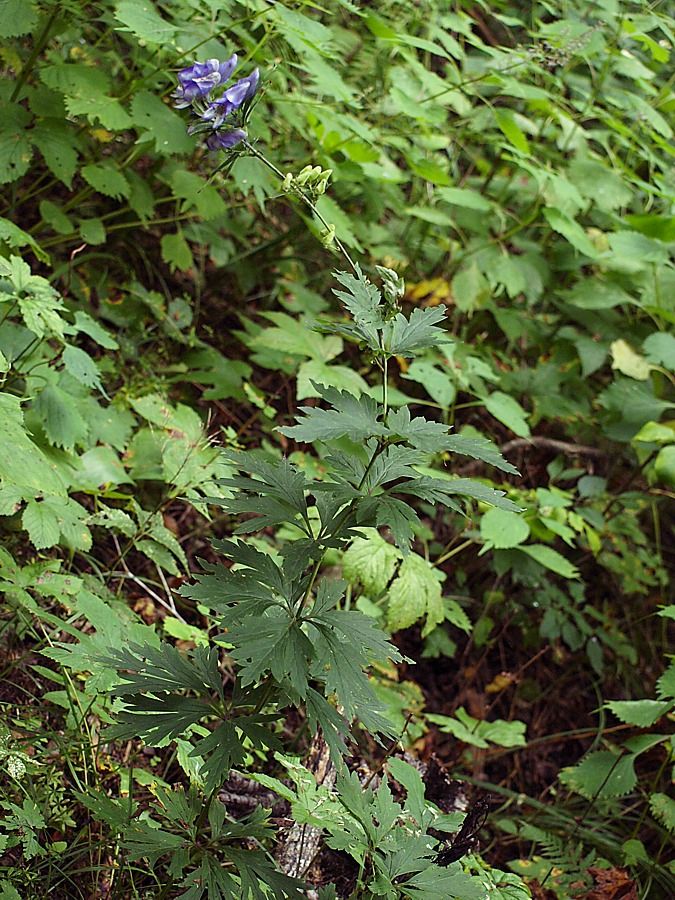Изображение особи Aconitum taigicola.