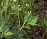 Ranunculus repens