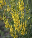 Genista tinctoria