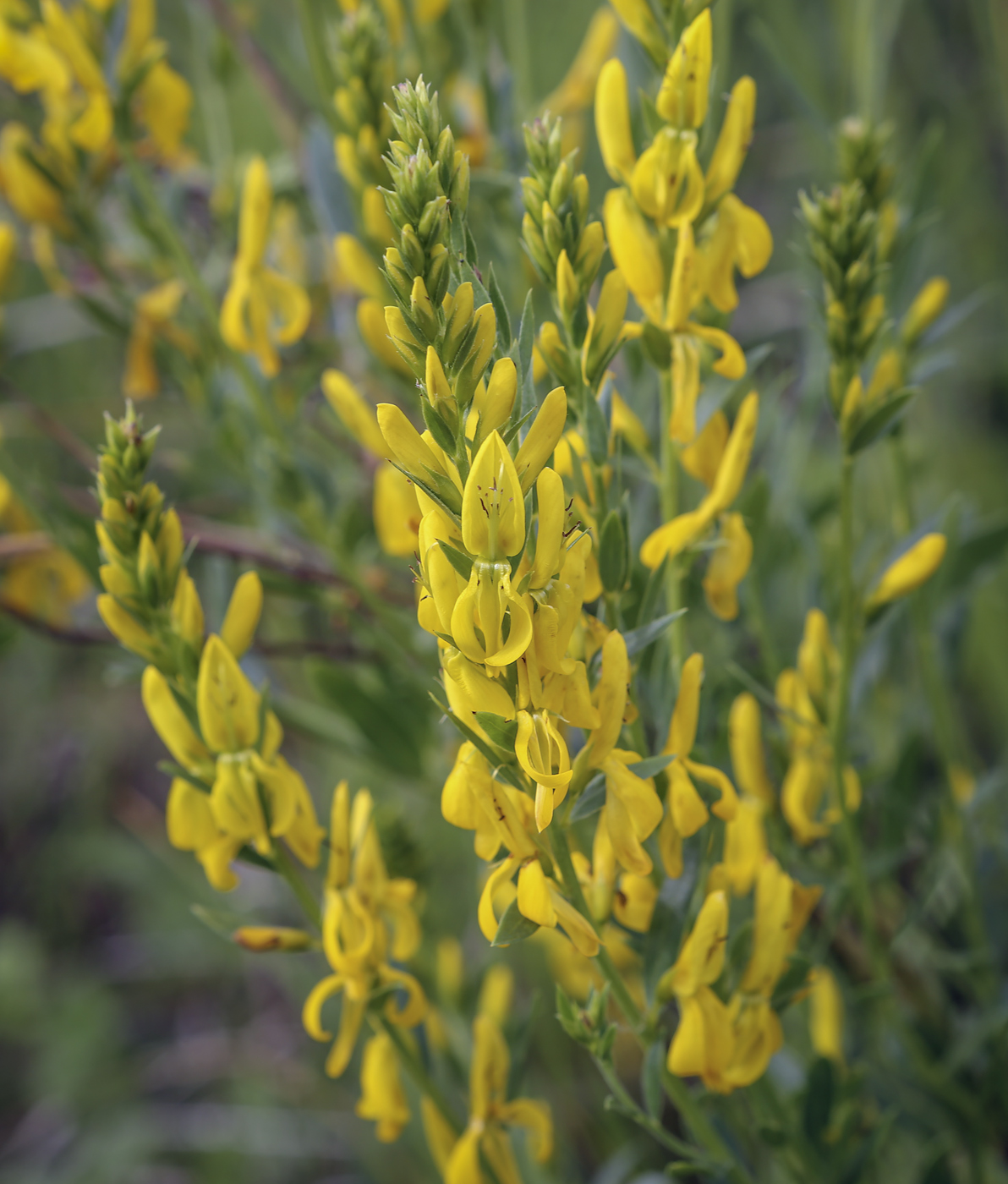 Изображение особи Genista tinctoria.