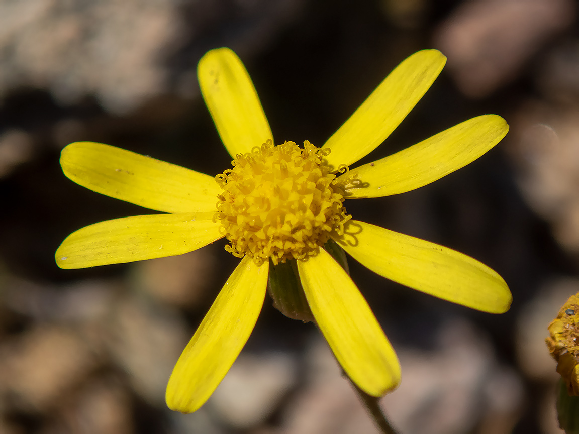 Image of Senecio leucanthemifolius specimen.