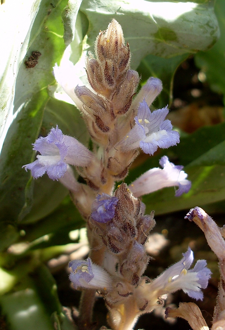 Image of Phelipanche brassicae specimen.