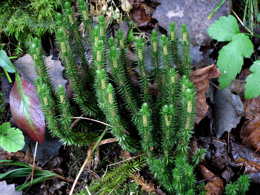 Image of Huperzia selago specimen.