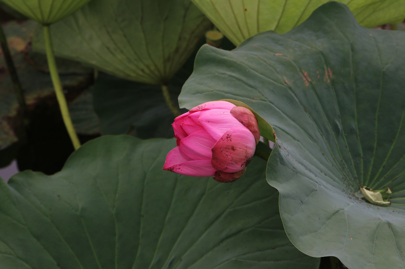 Image of Nelumbo komarovii specimen.
