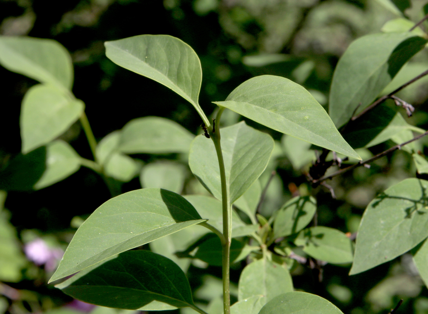 Image of Syringa chinensis specimen.