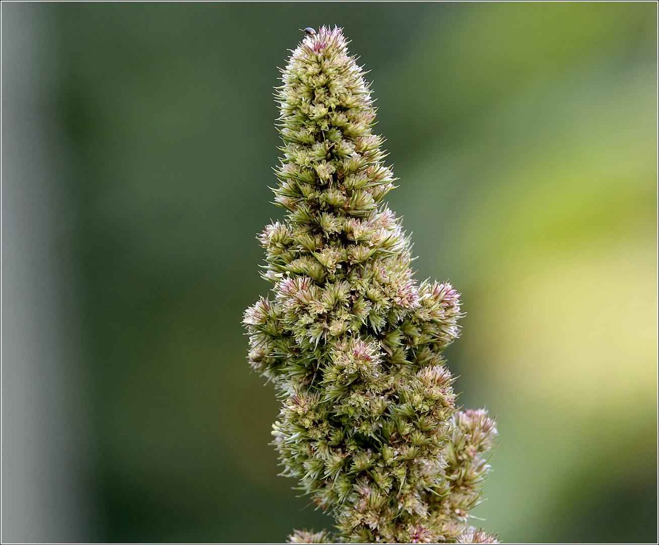 Image of Amaranthus retroflexus specimen.