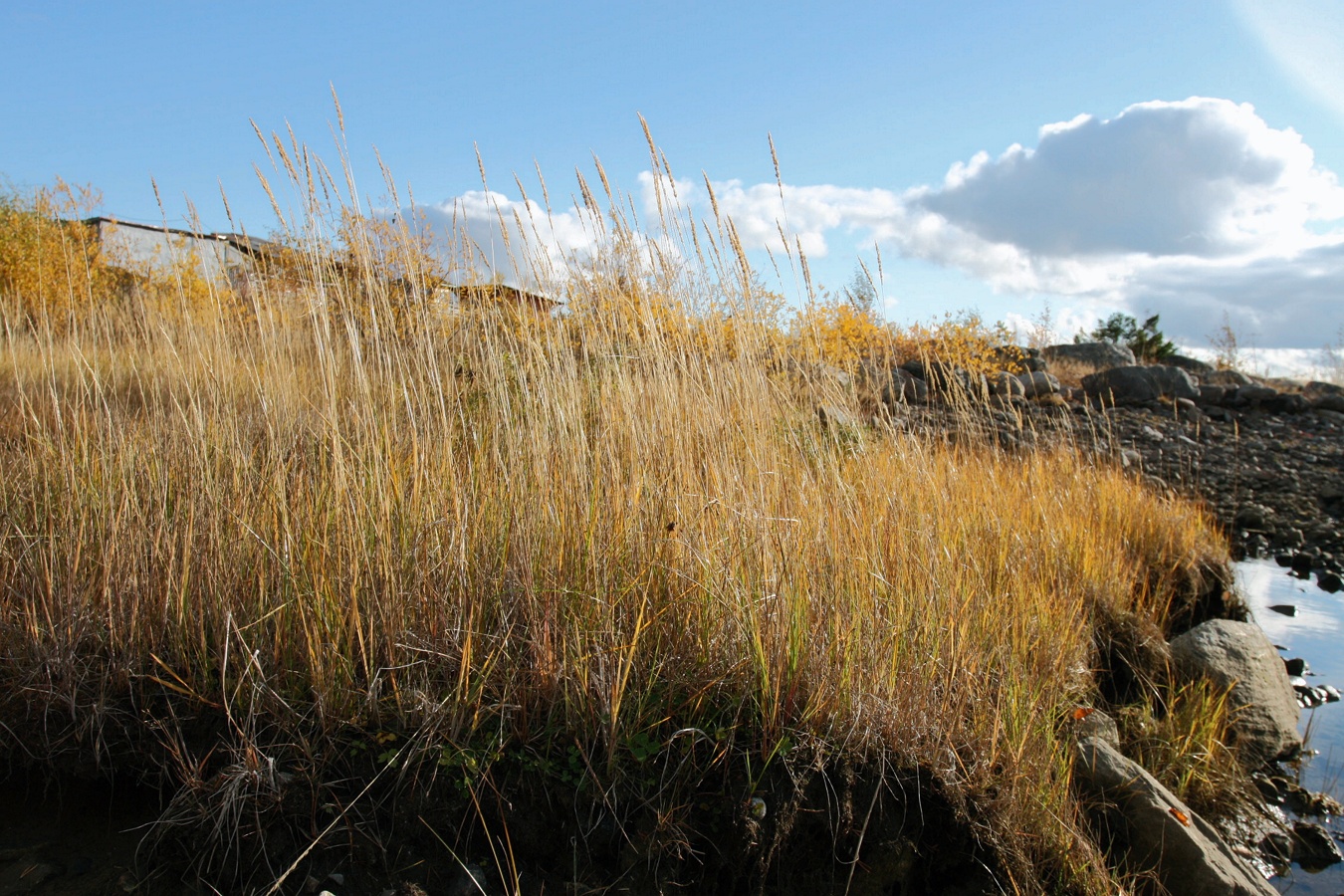 Изображение особи Calamagrostis neglecta.