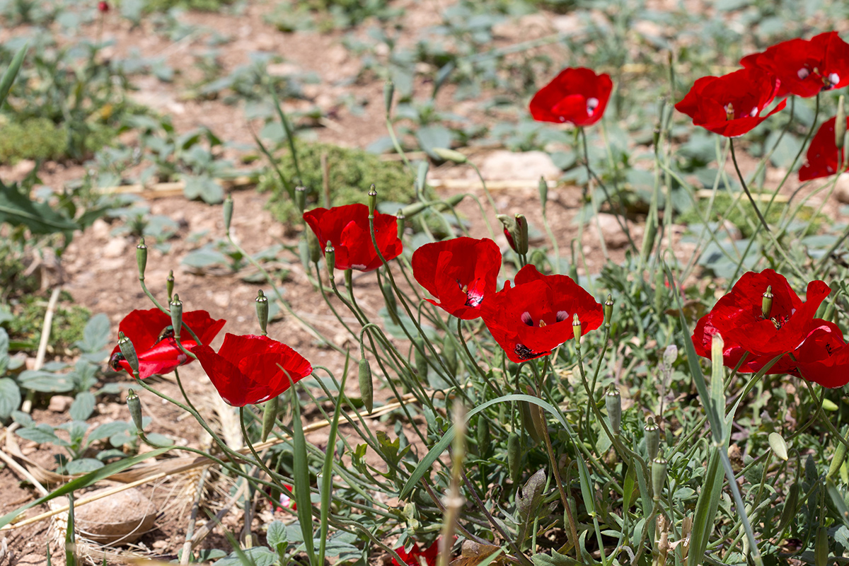 Изображение особи род Papaver.