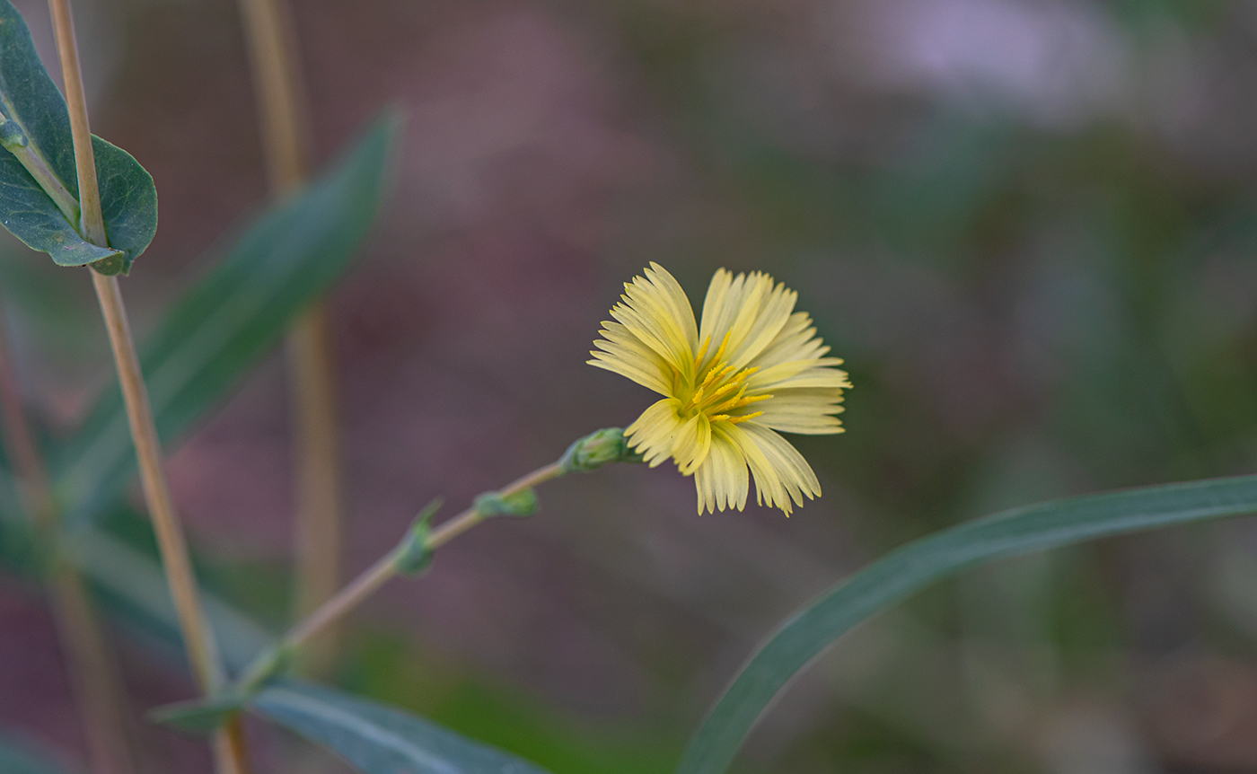 Image of Lactuca serriola specimen.