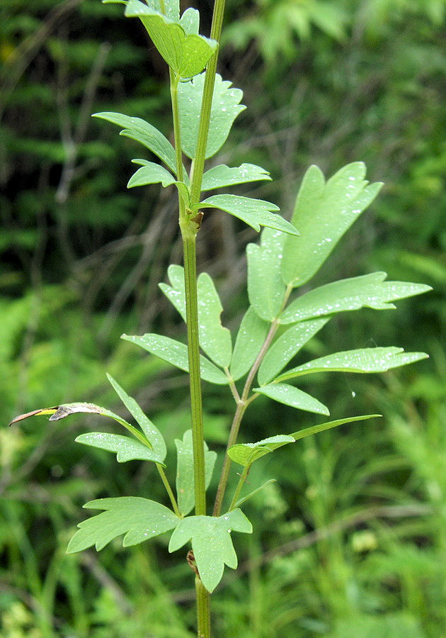 Image of Thalictrum amurense specimen.