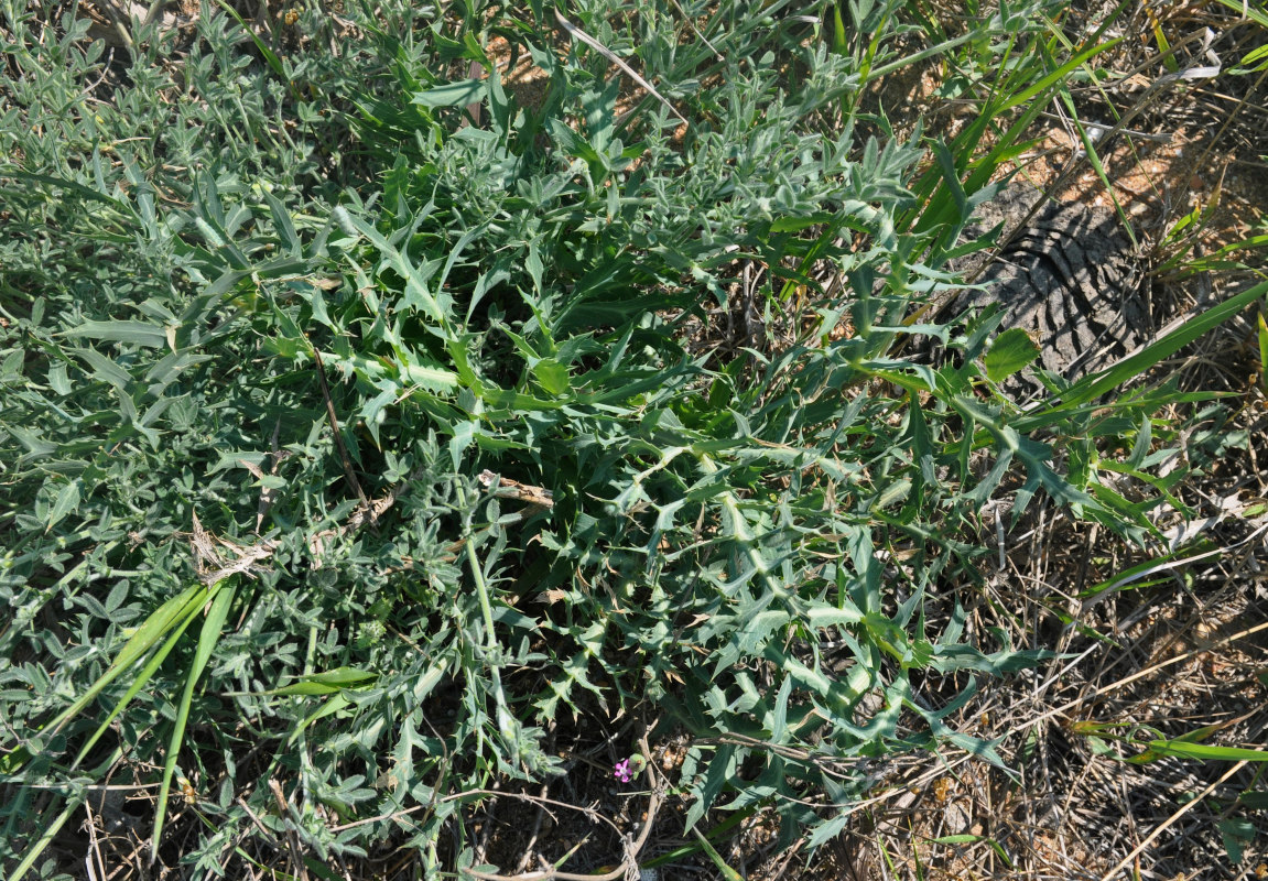 Image of Eryngium campestre specimen.