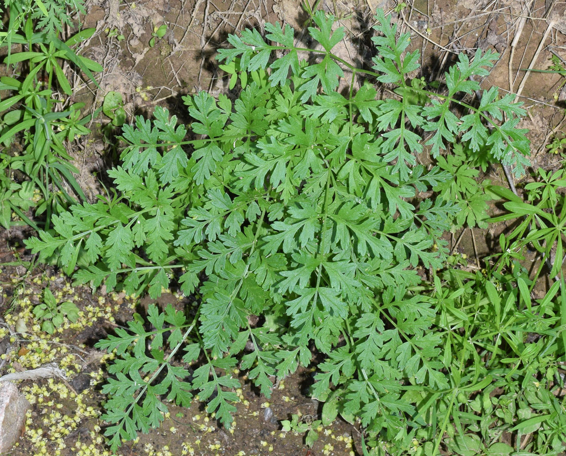 Image of Ferula kirialovii specimen.