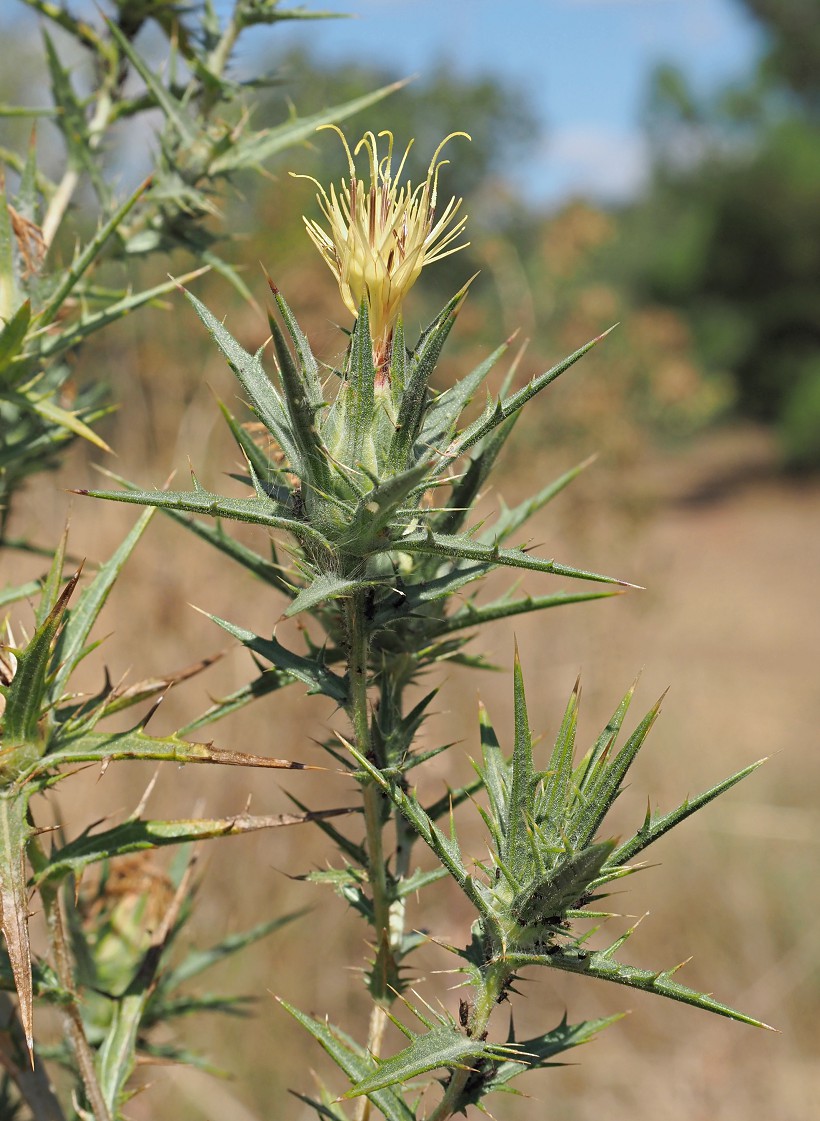 Изображение особи Carthamus lanatus.