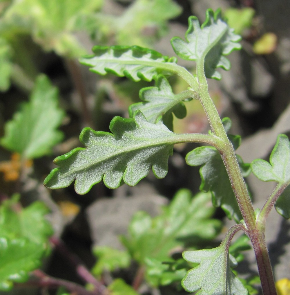 Image of genus Scutellaria specimen.