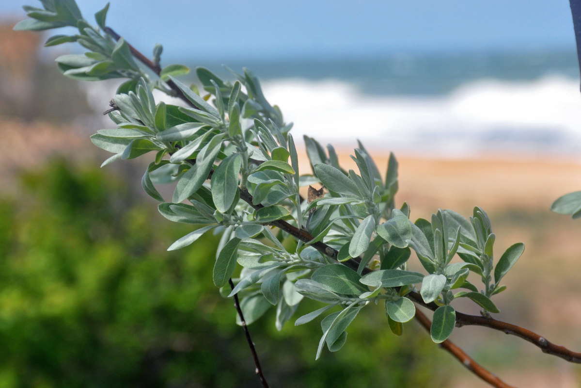 Image of Elaeagnus angustifolia specimen.