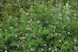 Astragalus filicaulis