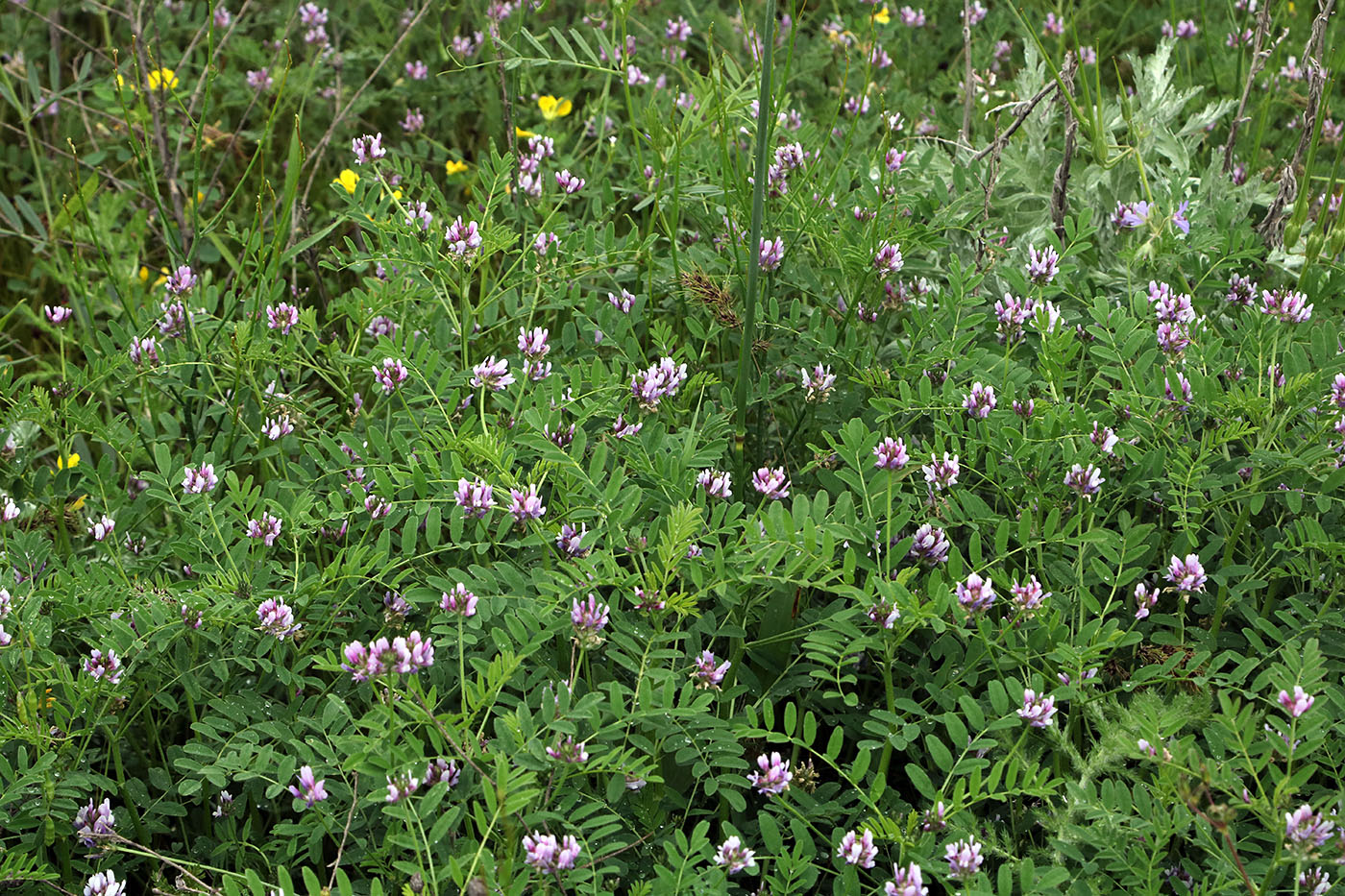 Image of Astragalus filicaulis specimen.