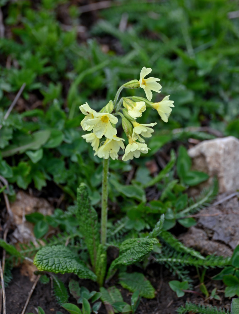 Image of Primula ruprechtii specimen.