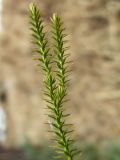 Lycopodium annotinum