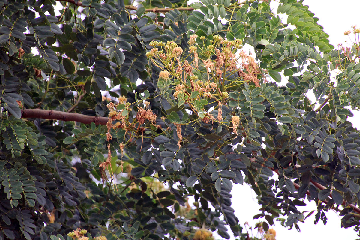 Image of genus Albizia specimen.