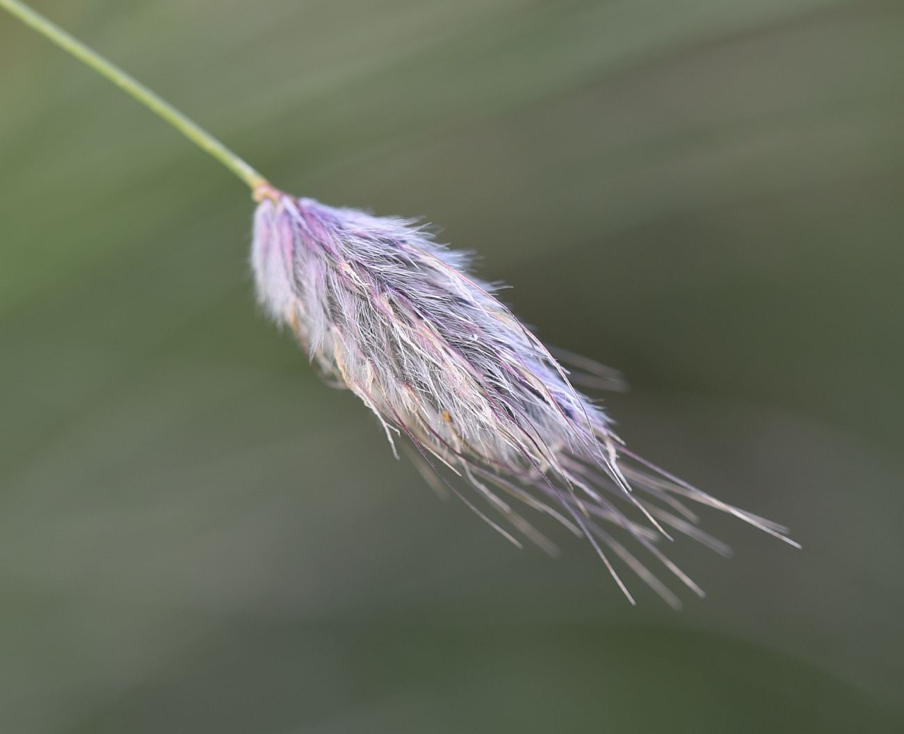 Image of genus Alopecurus specimen.