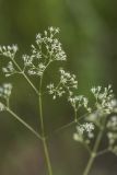 Silene wolgensis