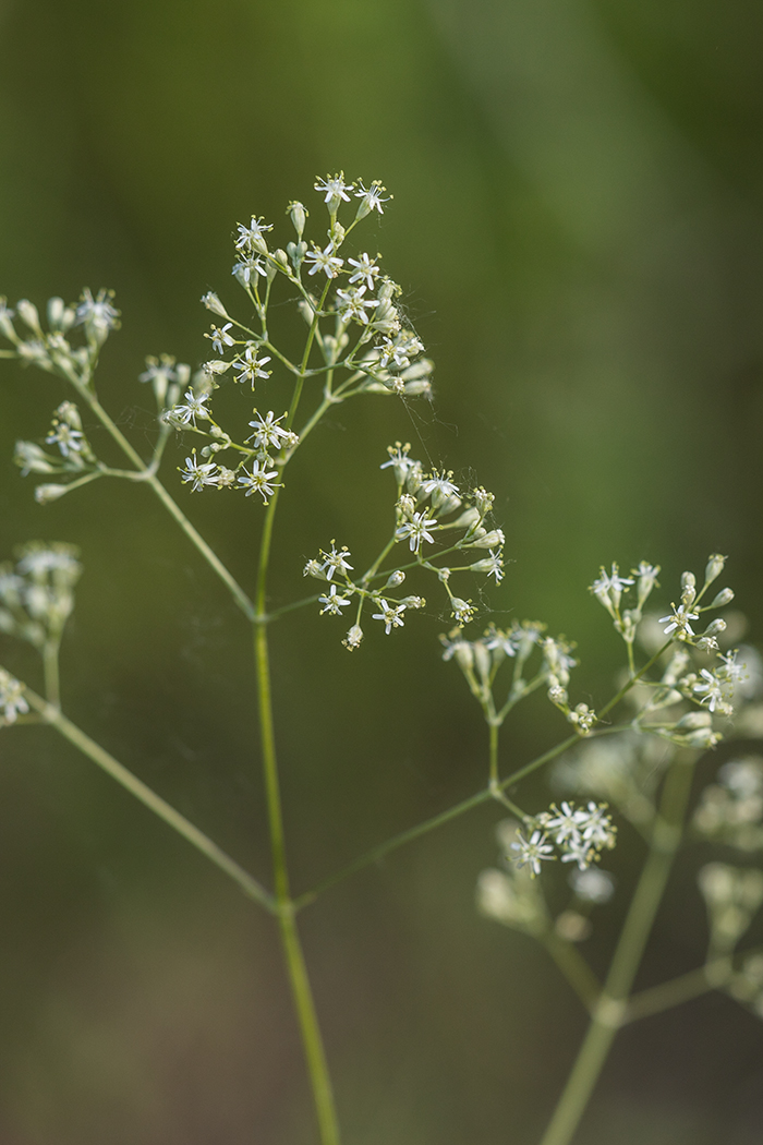 Image of Silene wolgensis specimen.