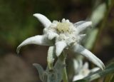 Leontopodium подвид alpinum