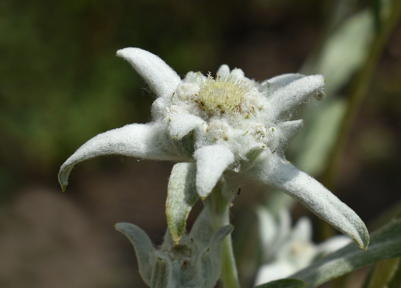 Image of Leontopodium nivale ssp. alpinum specimen.