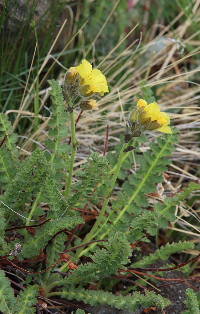 Image of Biebersteinia odora specimen.