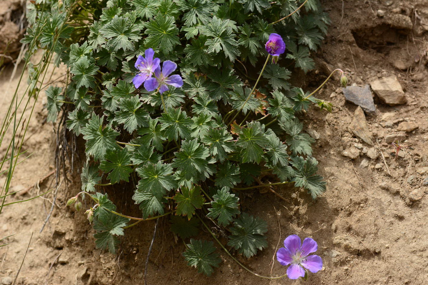 Image of Geranium saxatile specimen.