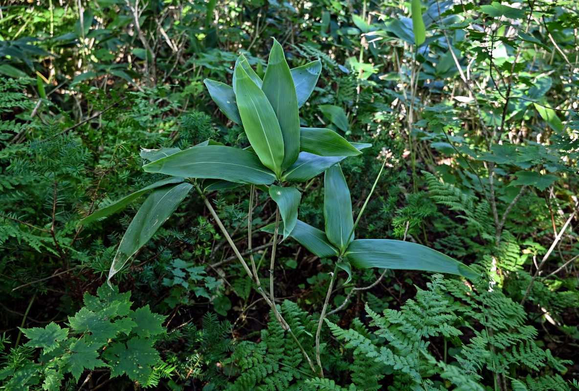 Image of genus Sasa specimen.