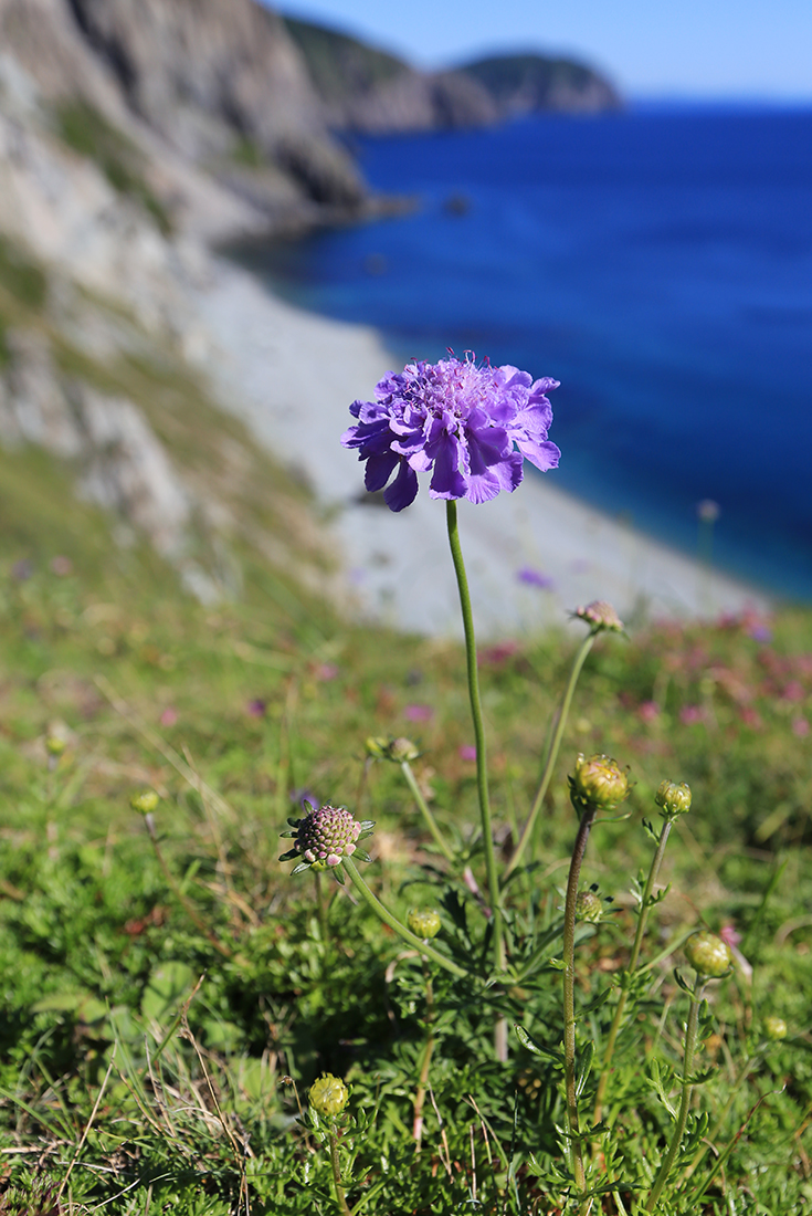 Изображение особи Scabiosa lachnophylla.