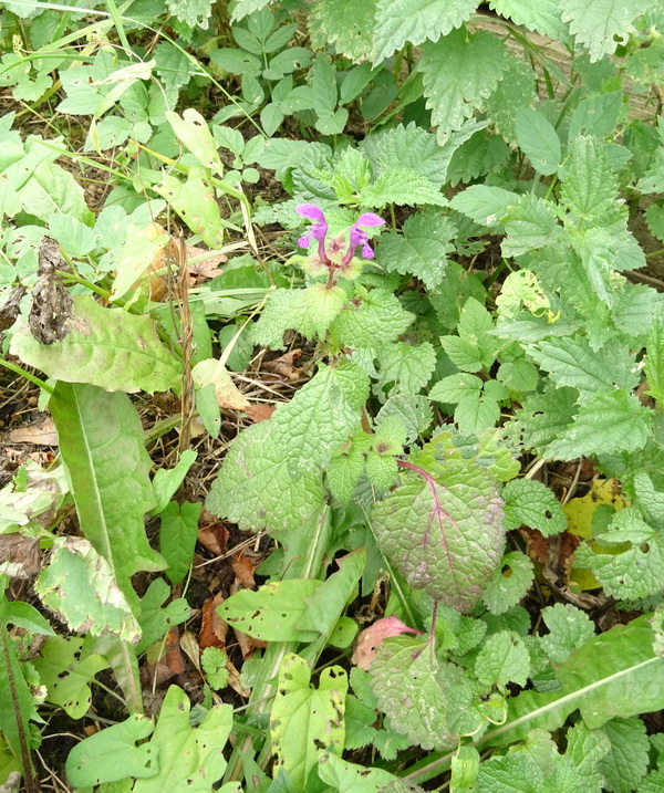 Image of Lamium maculatum specimen.