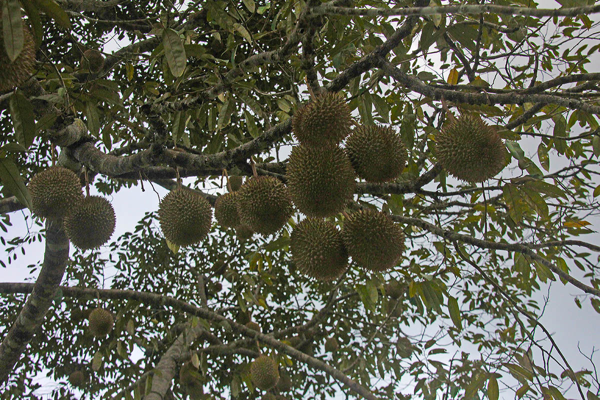 Image of Durio zibethinus specimen.