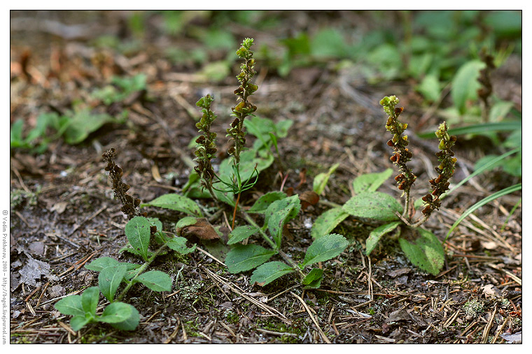 Image of Veronica officinalis specimen.