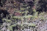 genus Pteridium. Молодые вайи. Непал, провинция Багмати, р-н Катманду, национальный парк \"Шивапури-Нагарджун\". 30.11.2017.