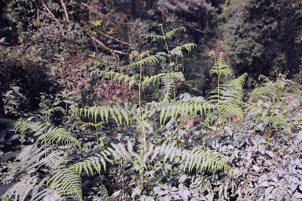 Изображение особи род Pteridium.