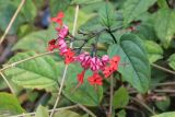 Clerodendrum × speciosum. Верхушка побега с соцветием. Китай, провинция Юньнань, Шилинь-Ийский автономный округ, национальный парк \"Wangtianshu\". 05.03.2017.