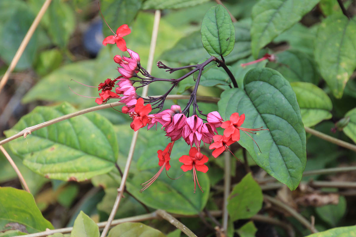 Image of Clerodendrum &times; speciosum specimen.