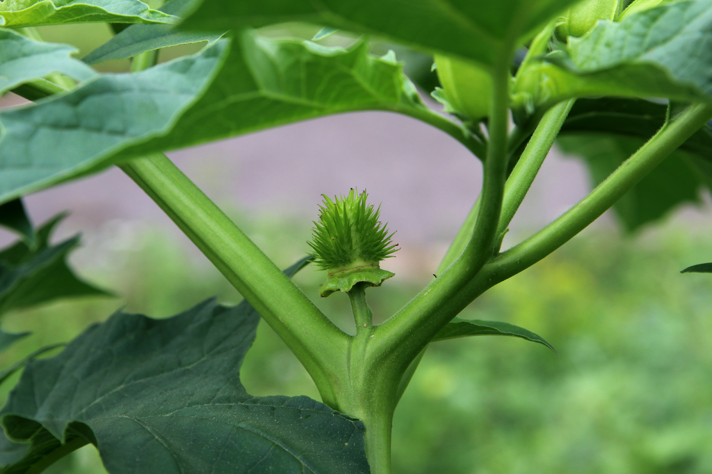 Image of Datura stramonium specimen.