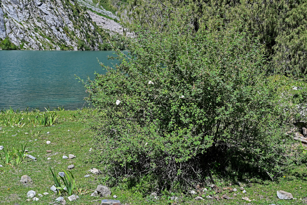 Image of Rosa fedtschenkoana specimen.