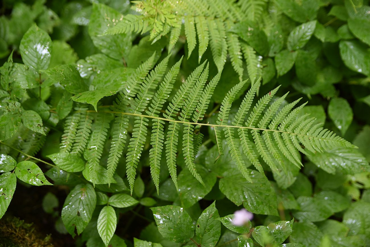 Изображение особи Dryopteris filix-mas.