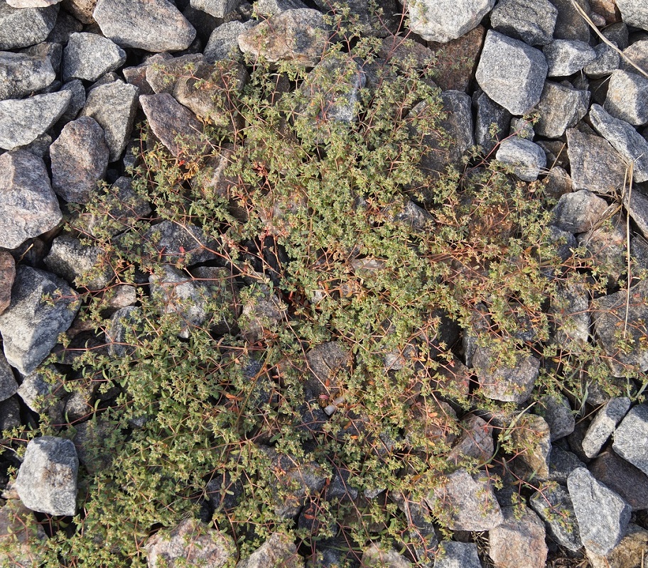 Image of Euphorbia glyptosperma specimen.