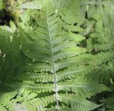 Phegopteris connectilis. Вайя с сорусами (вид на абаксиальную поверхность). Владимирская обл., окр. г. Александров, хвойный лес. 10.06.2022.